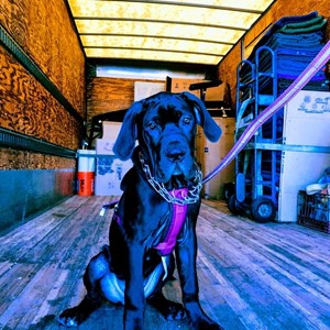 Moving Truck, Moving Blankets, Moving Boxes, Loading, Hand Truck, and Furniture from Esteemed Movers uploaded 12:56 AM on Dec 14th, 2019